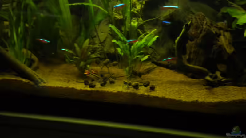 Besatz im Aquarium Südamerika von Herki (38)