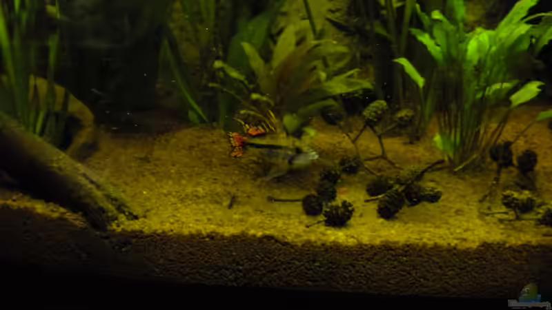 Besatz im Aquarium Südamerika von Herki (40)