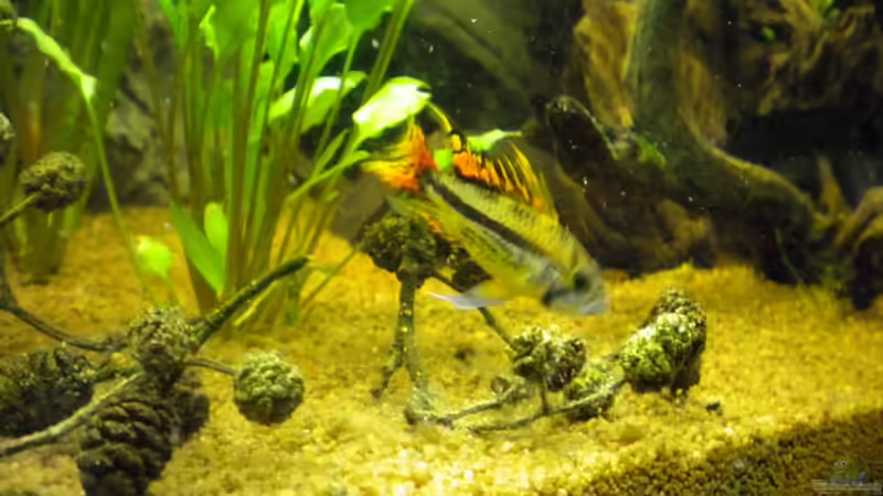 Besatz im Aquarium Südamerika von Herki (41)