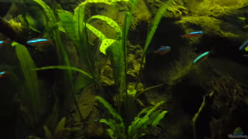 Besatz im Aquarium Südamerika von Herki (42)