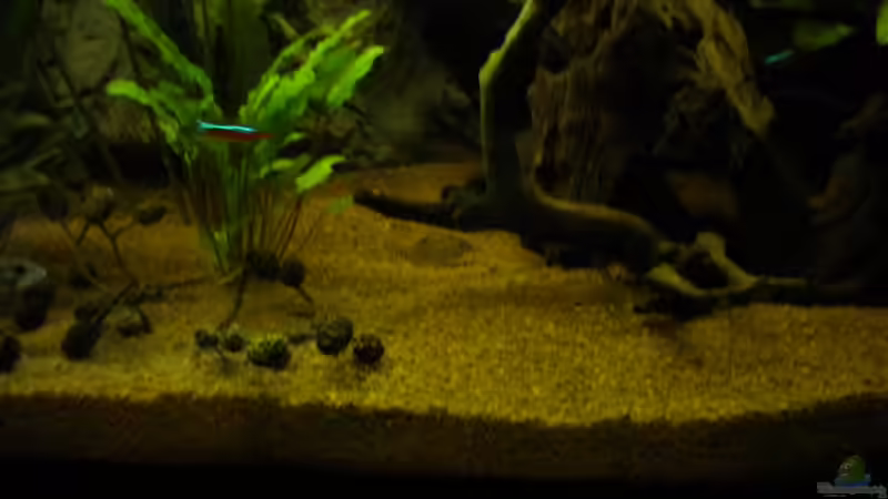 Besatz im Aquarium Südamerika von Herki (44)