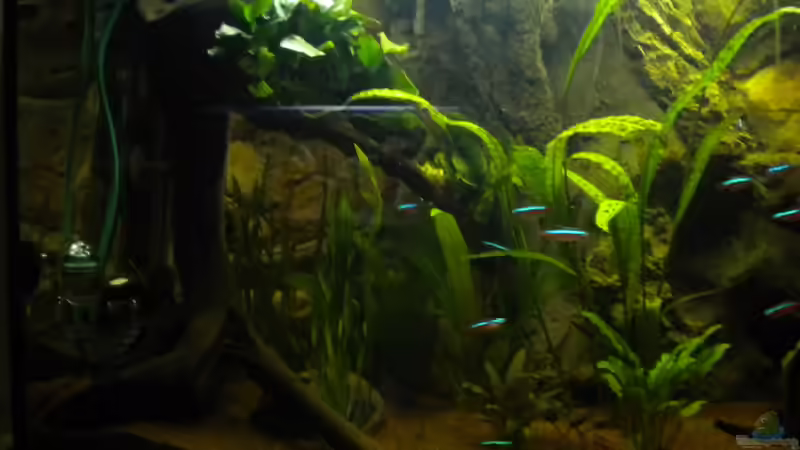 Besatz im Aquarium Südamerika von Herki (45)