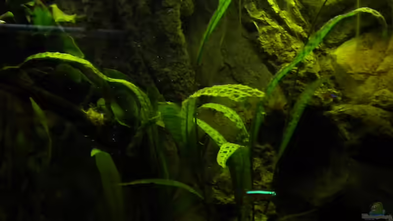 Besatz im Aquarium Südamerika von Herki (46)