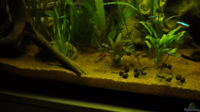 Besatz im Aquarium Südamerika von Herki (47)