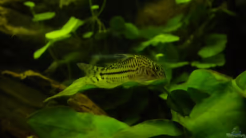 Besatz im Aquarium Südamerika von Herki (51)