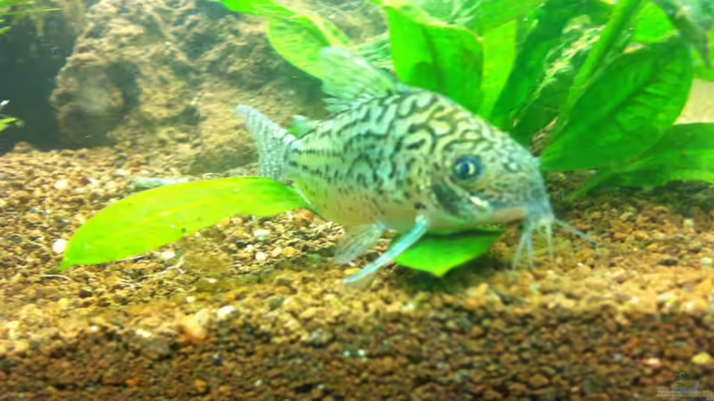 Besatz im Aquarium Südamerika von Hörnchen (10)