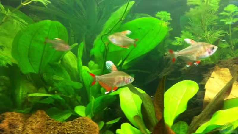 Besatz im Aquarium Südamerika von Hörnchen (12)