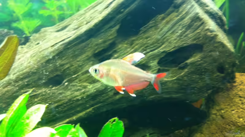 Besatz im Aquarium Südamerika von Hörnchen (15)