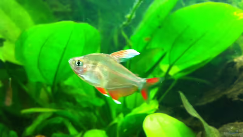 Besatz im Aquarium Südamerika von Hörnchen (16)