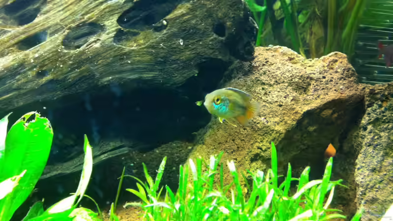 Besatz im Aquarium Südamerika von Hörnchen (18)