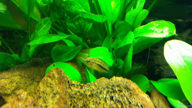 Besatz im Aquarium Südamerika von Hörnchen (19)