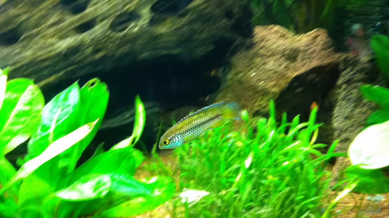 Besatz im Aquarium Südamerika von Hörnchen (20)