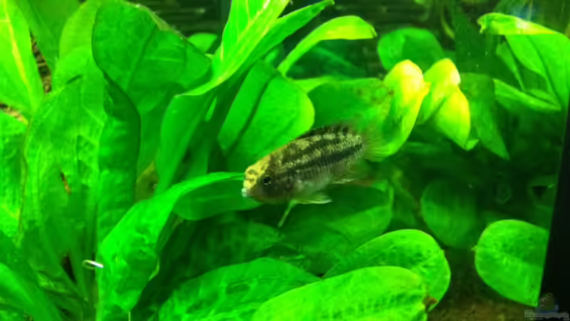 Besatz im Aquarium Südamerika von Hörnchen (24)