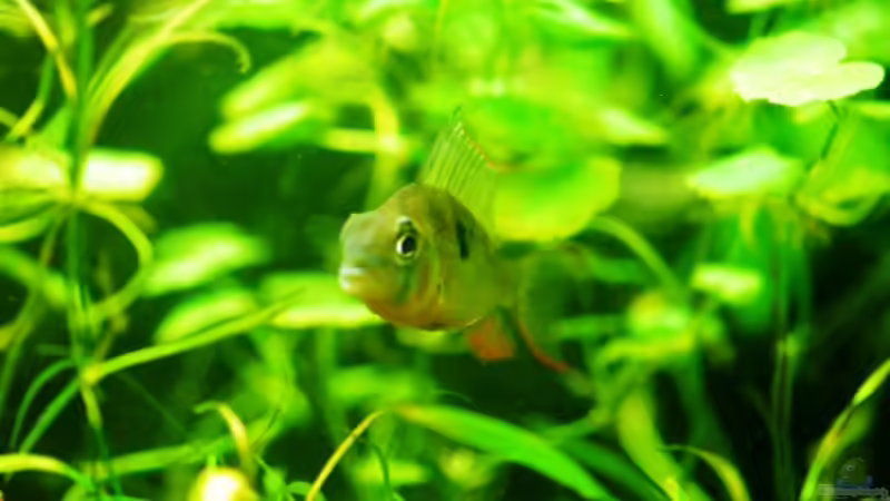 Besatz im Aquarium Südamerika von Launebär (12)