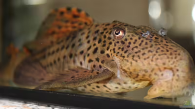 Besatz im Aquarium Südamerika von makirsch (10)