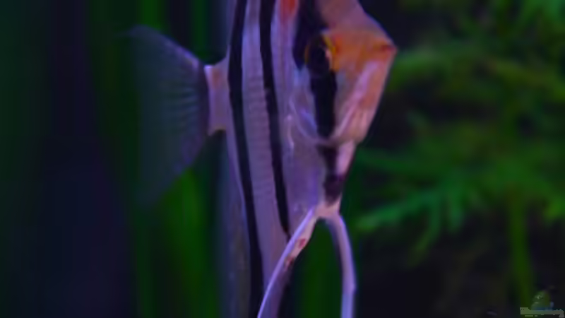 Besatz im Aquarium Südamerika von makirsch (4)