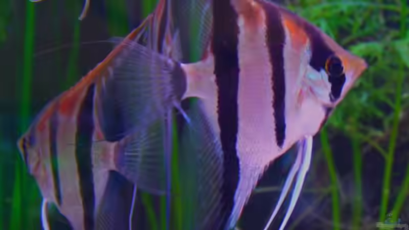 Besatz im Aquarium Südamerika von makirsch (5)