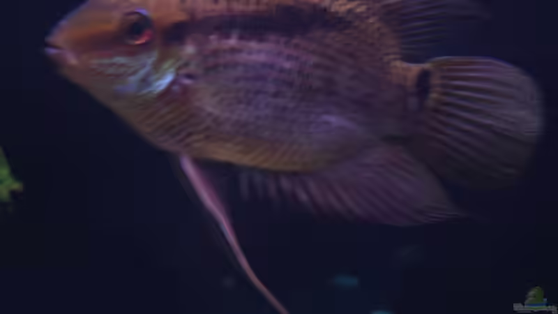 Besatz im Aquarium Südamerika von makirsch (8)