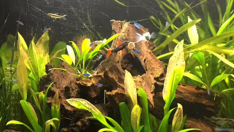 Besatz im Aquarium Südamerika von Marius Stößer (72)