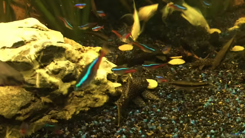 Besatz im Aquarium Südamerika von Marius Stößer (73)