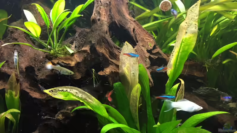 Besatz im Aquarium Südamerika von Marius Stößer (74)