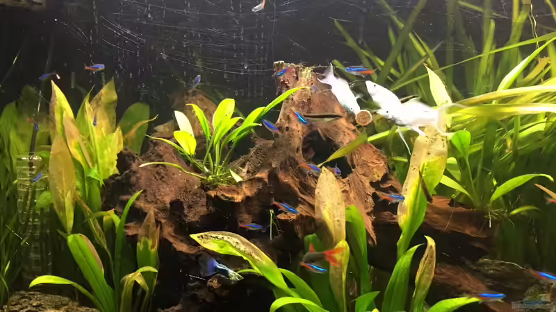 Besatz im Aquarium Südamerika von Marius Stößer (75)