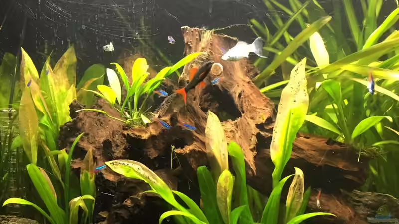 Besatz im Aquarium Südamerika von Marius Stößer (77)