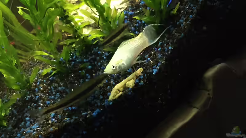 Besatz im Aquarium Südamerika von Marius Stößer (78)