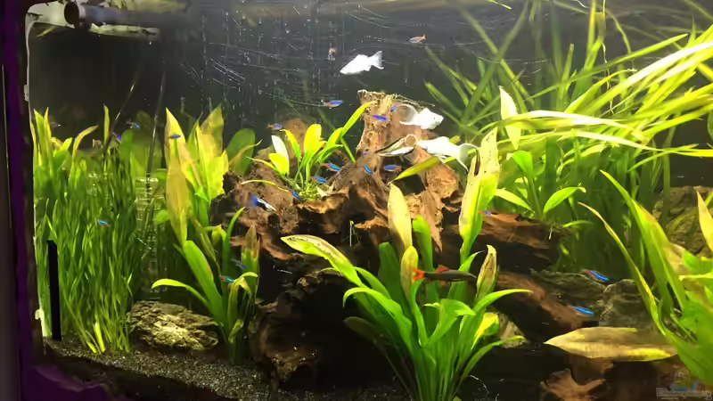 Besatz im Aquarium Südamerika von Marius Stößer (79)