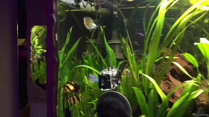 Besatz im Aquarium Südamerika von Marius Stößer (82)