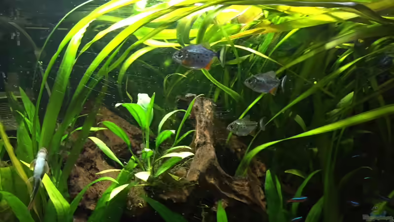 Besatz im Aquarium Südamerika von Marius Stößer (83)