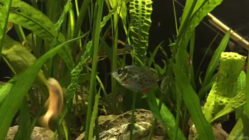 Besatz im Aquarium Südamerika von Marius Stößer (84)