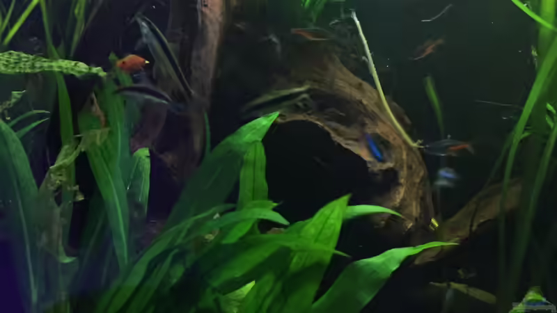 Besatz im Aquarium Südamerika von Marius Stößer (85)