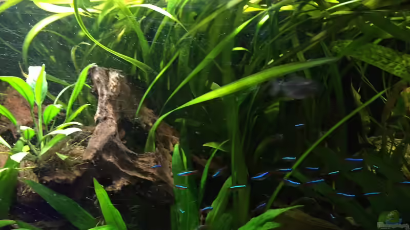 Besatz im Aquarium Südamerika von Marius Stößer (88)