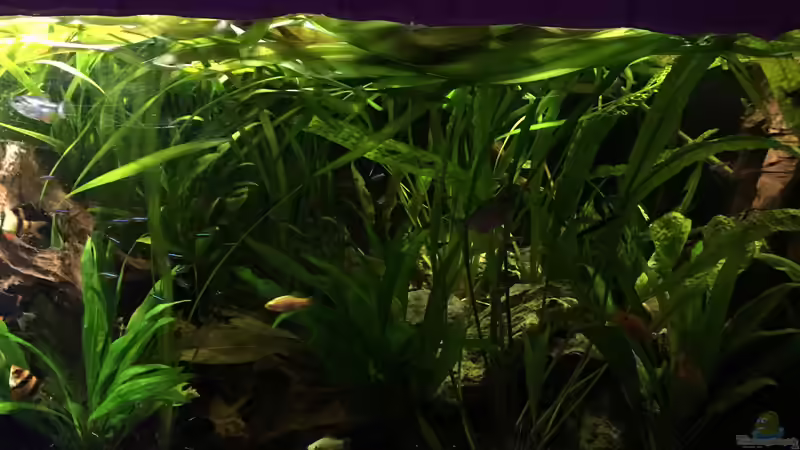 Besatz im Aquarium Südamerika von Marius Stößer (89)