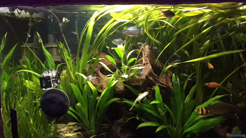 Besatz im Aquarium Südamerika von Marius Stößer (91)