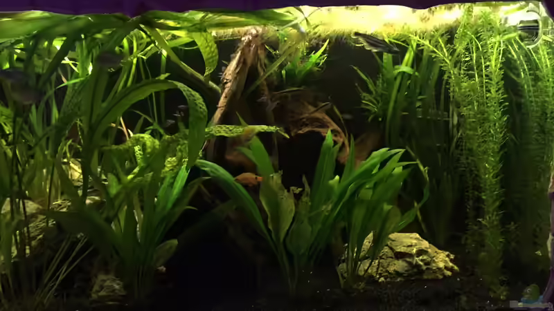 Besatz im Aquarium Südamerika von Marius Stößer (92)