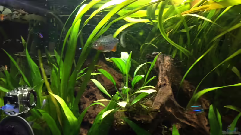 Besatz im Aquarium Südamerika von Marius Stößer (94)