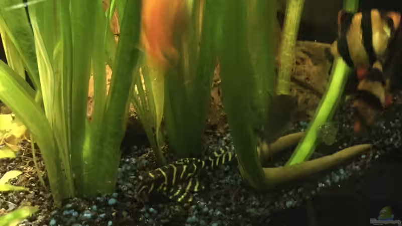 Besatz im Aquarium Südamerika von Marius Stößer (96)