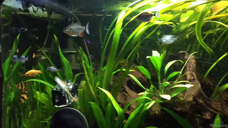 Besatz im Aquarium Südamerika von Marius Stößer (99)