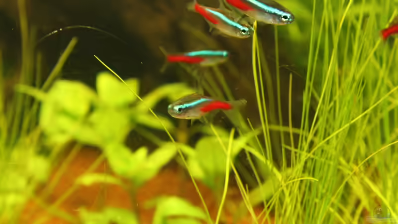 Besatz im Aquarium Südamerika von Mike Reimann (21)