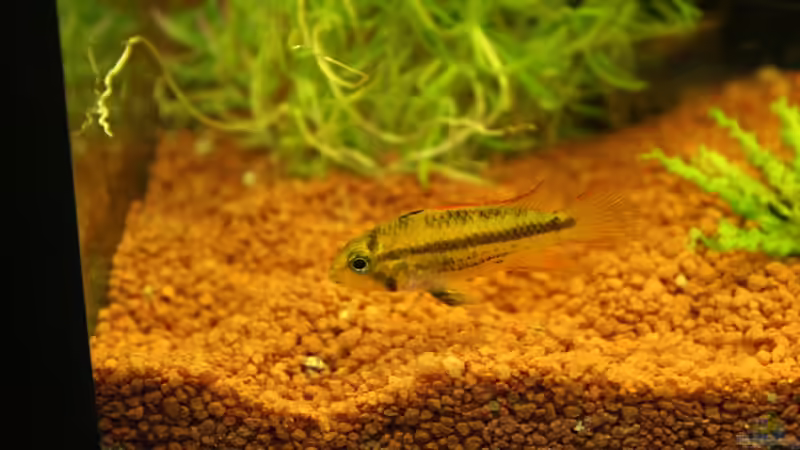 Besatz im Aquarium Südamerika von Mike Reimann (23)