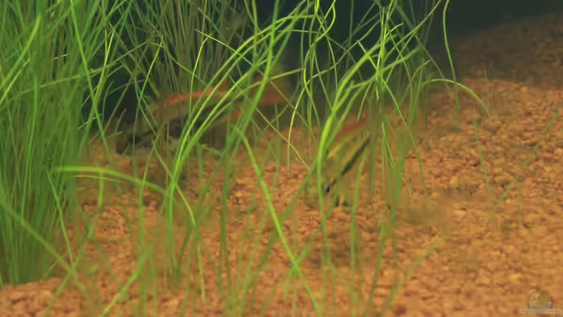 Besatz im Aquarium Südamerika von Mike Reimann (24)