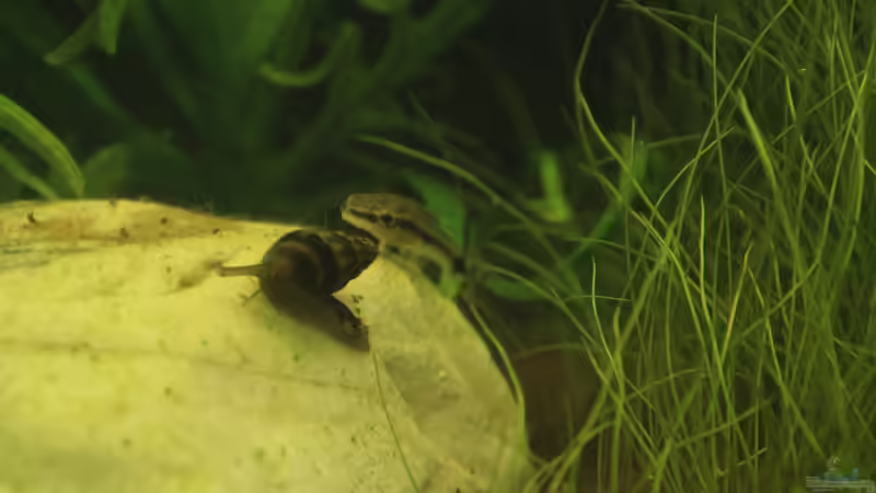 Besatz im Aquarium Südamerika von Mike Reimann (25)