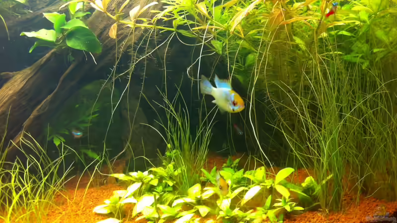 Besatz im Aquarium Südamerika von Mike Reimann (26)