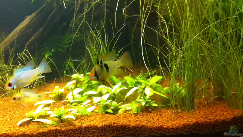 Besatz im Aquarium Südamerika von Mike Reimann (28)