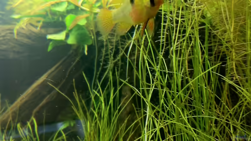 Besatz im Aquarium Südamerika von Mike Reimann (29)