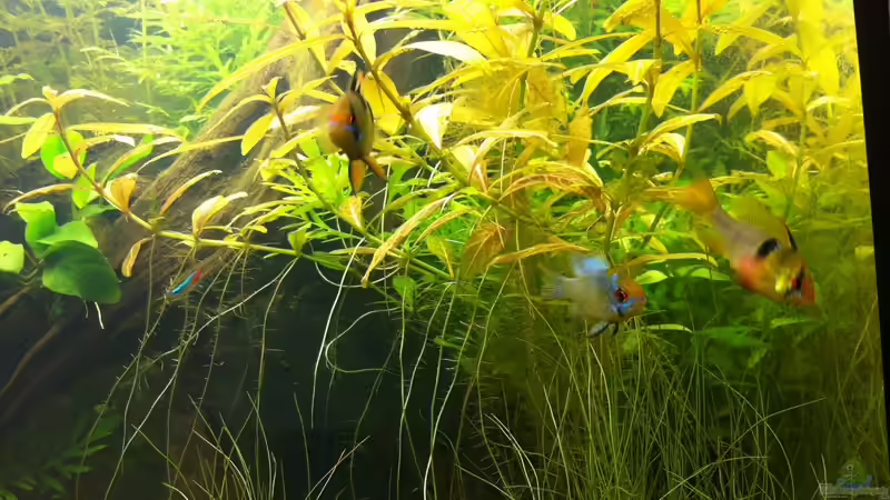 Besatz im Aquarium Südamerika von Mike Reimann (30)