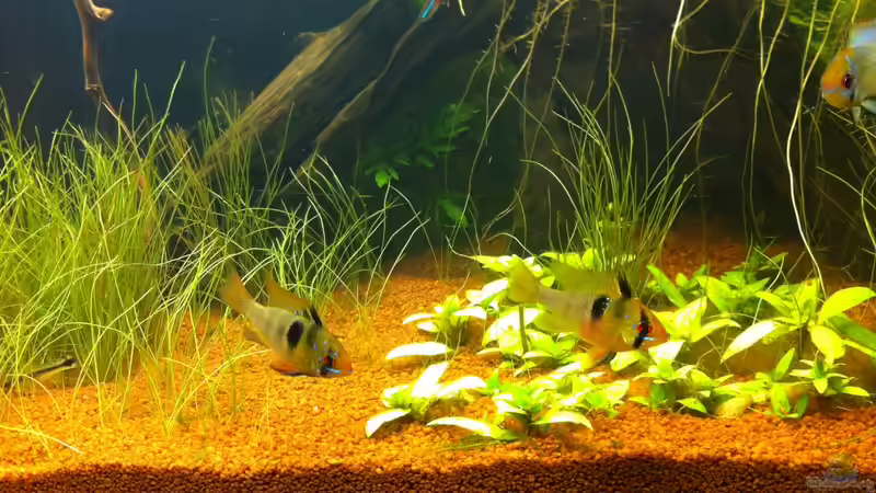 Besatz im Aquarium Südamerika von Mike Reimann (31)