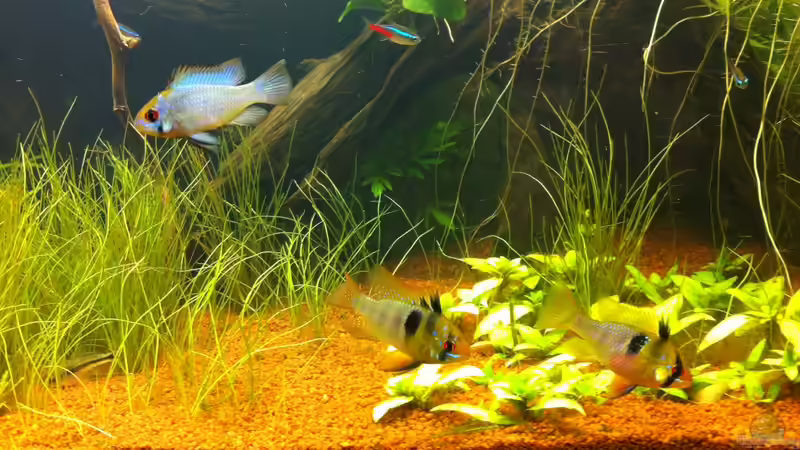 Besatz im Aquarium Südamerika von Mike Reimann (32)